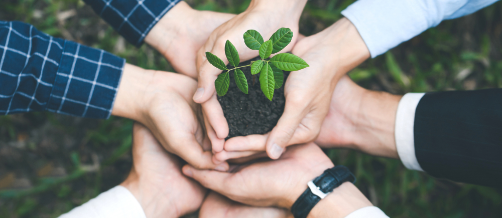 A group of hands coming together to hold a mound of soil, from which a young plant is sprouting.